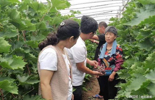 開展食用農產品監督抽檢 龍口市農業農村局以信用建設助力農產品質量安全提升
