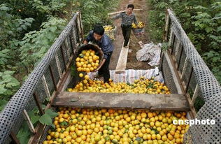 供需改善疊加保供穩價顯效 食用農產品價格呈回落態勢